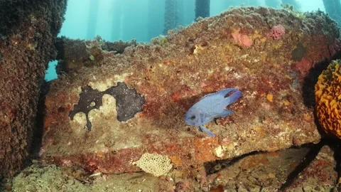 Southern Blue Devil Fish Paraplesiops meleagris endemic Southern Australia Stock Footage 145109516