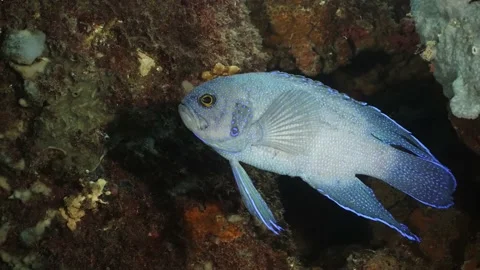 Southern Blue Devil Fish Paraplesiops meleagris endemic Southern Australia Stock Footage 145109580