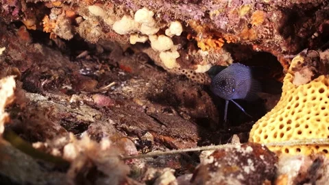 Southern Blue Devil Fish Paraplesiops meleagris endemic Southern Australia Stock Footage 145109647