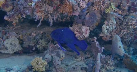 Southern Blue Devil (Paraplesiops meleagris) On Burrow Stock Footage 331702364