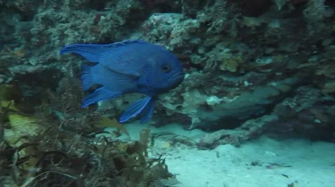 Southern Blue Devil in South Australia Stock Footage 56873995