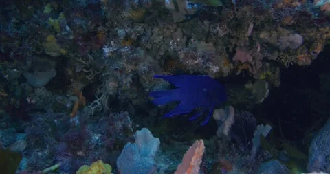Southern Blue Devil Swimming On Reef, 8K Stock Footage 331703440