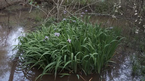 Southern blue flag iris Video stock 106953020