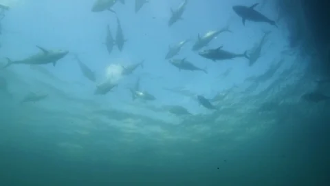 Southern Bluefin Tuna schooling underwat... | Stock Video | Pond5