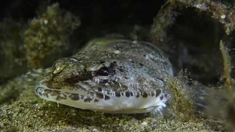 Southern Bluespotted Flathead, Stock Video Pond5