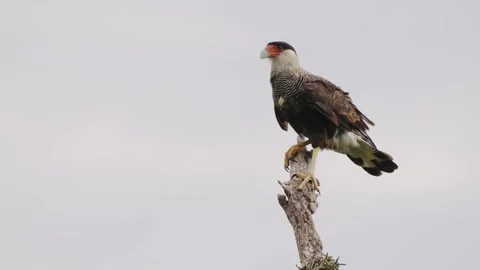 Southern Caracara Perched on Tree Branch Against Clear Sky Stock Footage 337226515