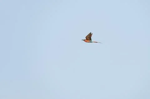 Southern carmine bee-eater in flight, Namibia, Africa Stock Photos
