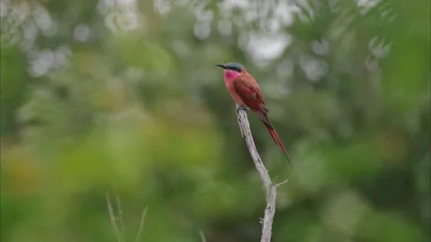 Southern Carmine Bee-Eater in Kruger National Park, South Africa Stock Footage 277342265
