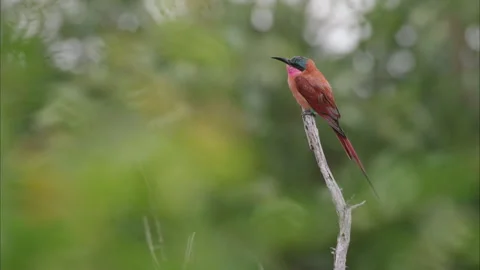 Southern Carmine Bee-Eater in Kruger National Park, South Africa Stock Footage 277343022