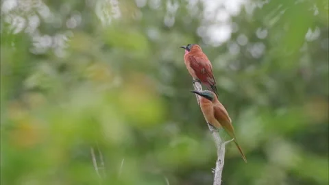 Southern Carmine Bee-Eater in Kruger National Park, South Africa Stock Footage 277345340