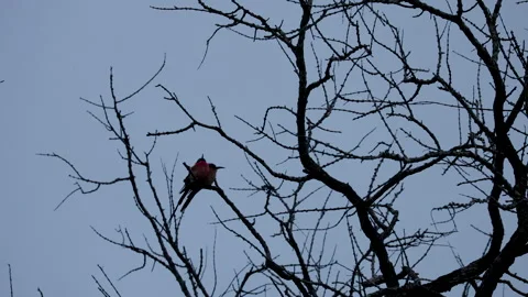 Southern Carmine Bee Eater Pair Perched On Bare Tree Branch Stock Footage 338172667
