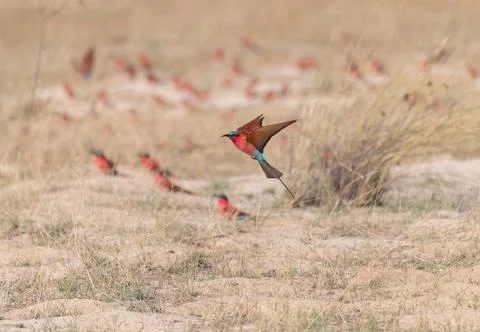 Southern carmine bee-eater taking off  far birds defocused, Namibia, Africa Foto stock