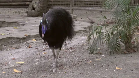 Southern cassowary bird Stock Footage 34507919