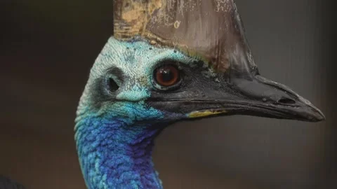 Southern Cassowary Stock Footage 327625338