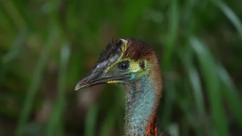 Southern Cassowary Stock Footage 327658802