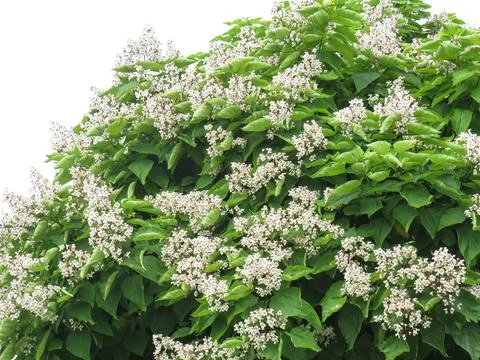 Southern catalpa tree in full bloom during June in Romania Фото