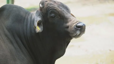 Southern cattle breed Stock Footage 114713443