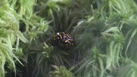 Southern Corroboree Frog 1 Stock Footage 272568868