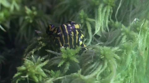 Southern Corroboree Frog 2 Stock Footage 272568897
