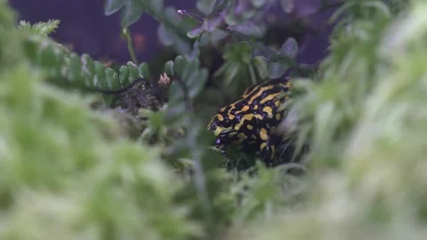 Southern Corroboree Frog 3 Stock Footage 272568721