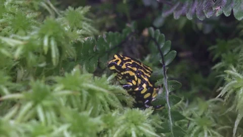 Southern Corroboree Frog 4 Stock Footage 272568869