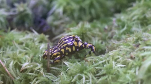 Southern Corroboree Frog 5 Stock Footage 272568875
