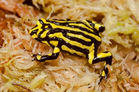 Southern Corroboree Frog Stock Photos