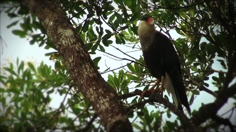 Southern crested caracara on a tree Stock Footage 50652792