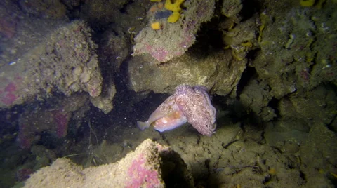 Southern Cuttlefish in Temperate waters. HD Vidéo 43263348