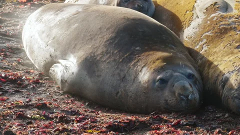 Southern elephant seal biting another seal on Antarctic beach Stock Footage 343122413