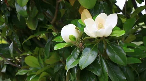 Southern flowers Stock Footage 11060246