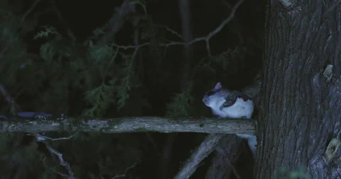 Southern flying squirrel jumping from tree, Maine, USA Video stock 139805549