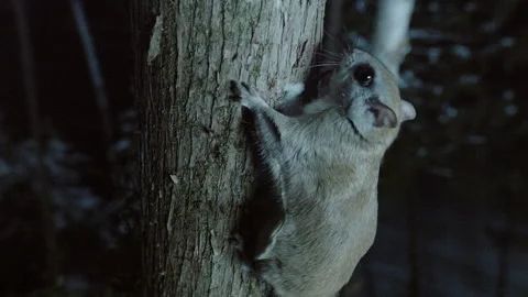 Southern flying squirrel landing on tree, Maine, USA Video stock 139812151