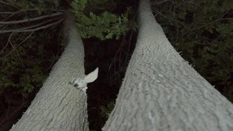 Southern flying squirrel landing on tree trunk, Maine, USA Video stock 139812433