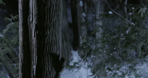 Southern flying squirrel landing on tree trunk, Maine, USA Stock Footage 139864458