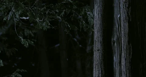 Southern flying squirrel running on tree trunk, Maine, USA Stock-Footage 139808050