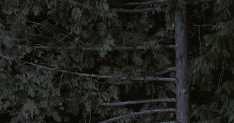 Southern flying squirrel running on tree branches, Maine, USA Video stock 139809474