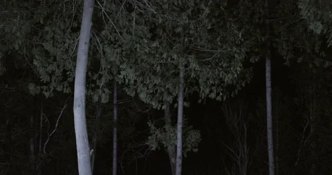 Southern flying squirrel running on tree trunk, Maine, USA Video stock 139809835