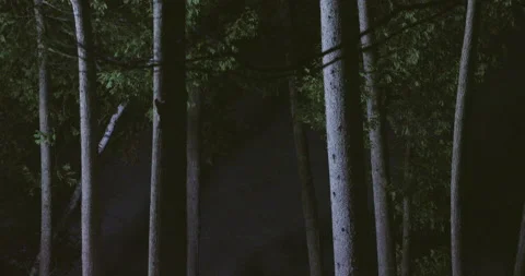 Southern flying squirrel running on tree trunk, Maine, USA Stock Footage 139809874