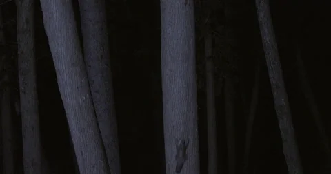 Southern flying squirrel running on tree trunk, Maine, USA Stock-Footage 139811218