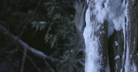 Southern flying squirrel running on tree trunk, Maine, USA Stock-Footage 139811240