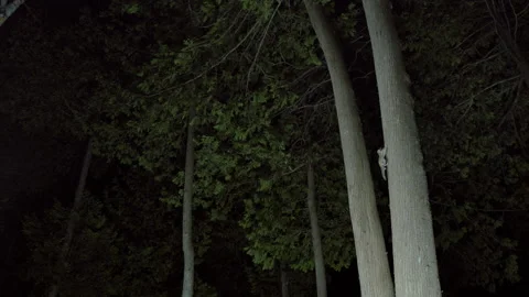 Southern flying squirrel running up tree trunk, Maine, USA Stock-Footage 139812238