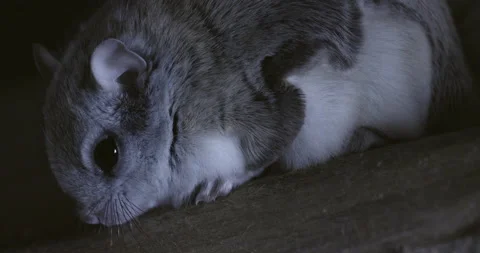 Southern flying squirrel sitting on tree, Maine, USA 스톡 동영상 139806429