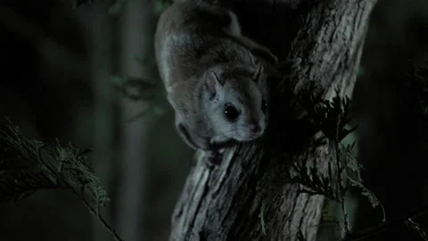 Southern flying squirrel on tree, Maine, USA Video stock 139864142