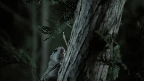Southern flying squirrel while eating, Maine, USA Video stock 139809499