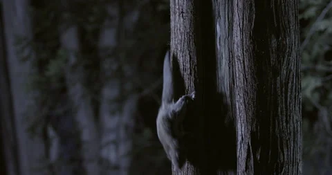 Southern flying squirrel while eating, Maine, USA Vídeos de archivo 139864119