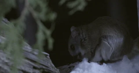 Southern flying squirrels while eating, Maine, USA Vídeo Stock 139808596