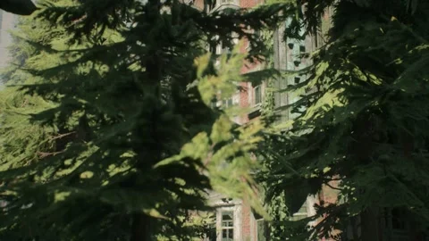 Southern Forest Video stock 288830553