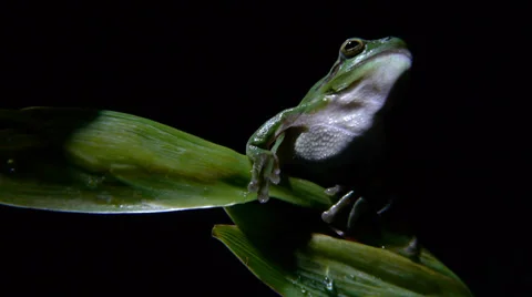 Southern frog Stock Footage 35102996
