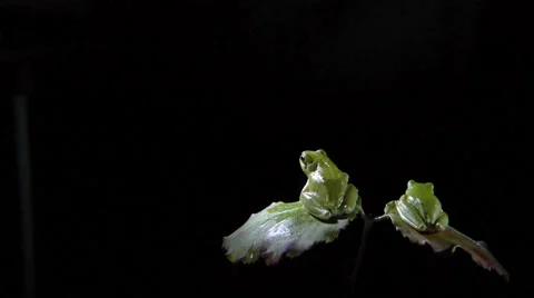 Southern frogs Stock Footage 35097623